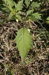 Cutleaf groundcherry